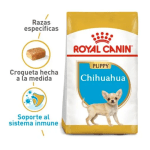 BHN Chihuahua puppy 1.13kg