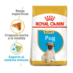 BHN Pug puppy 1.13kg